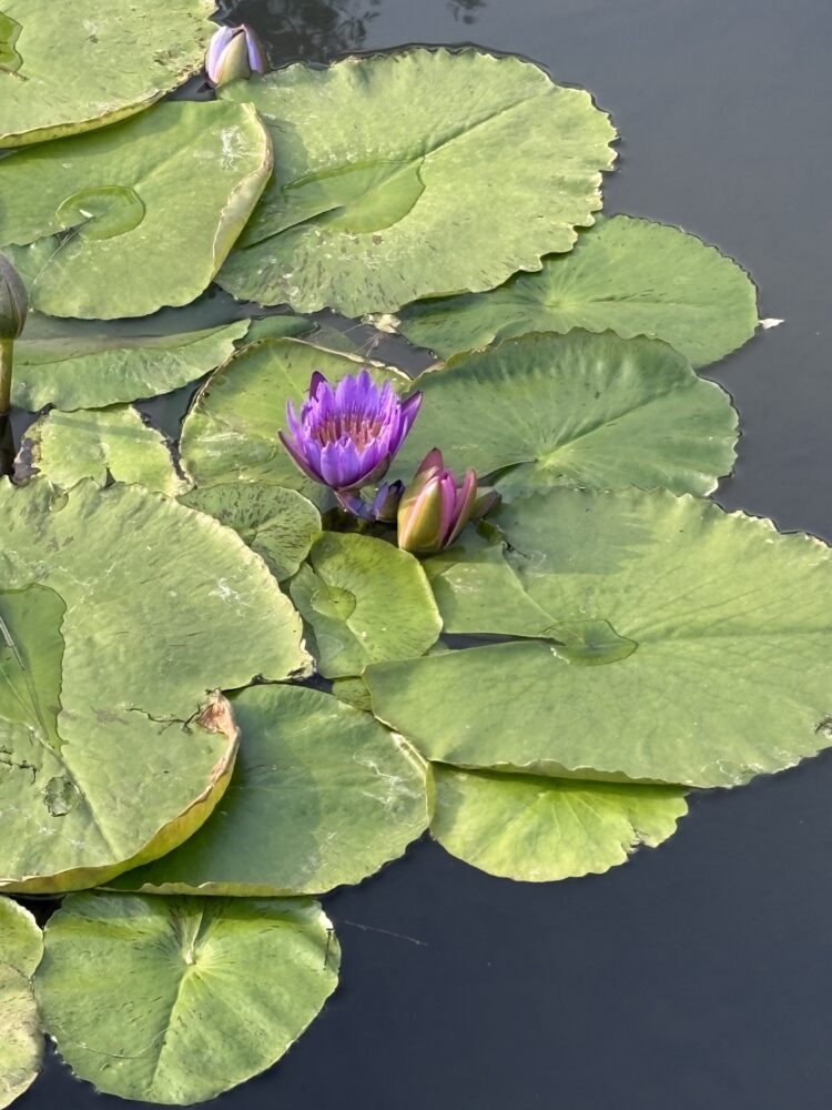 運命的なカップル