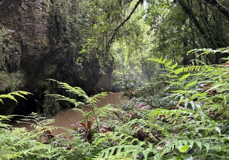 ニュージーランド　ワイトモ・ロトルア
